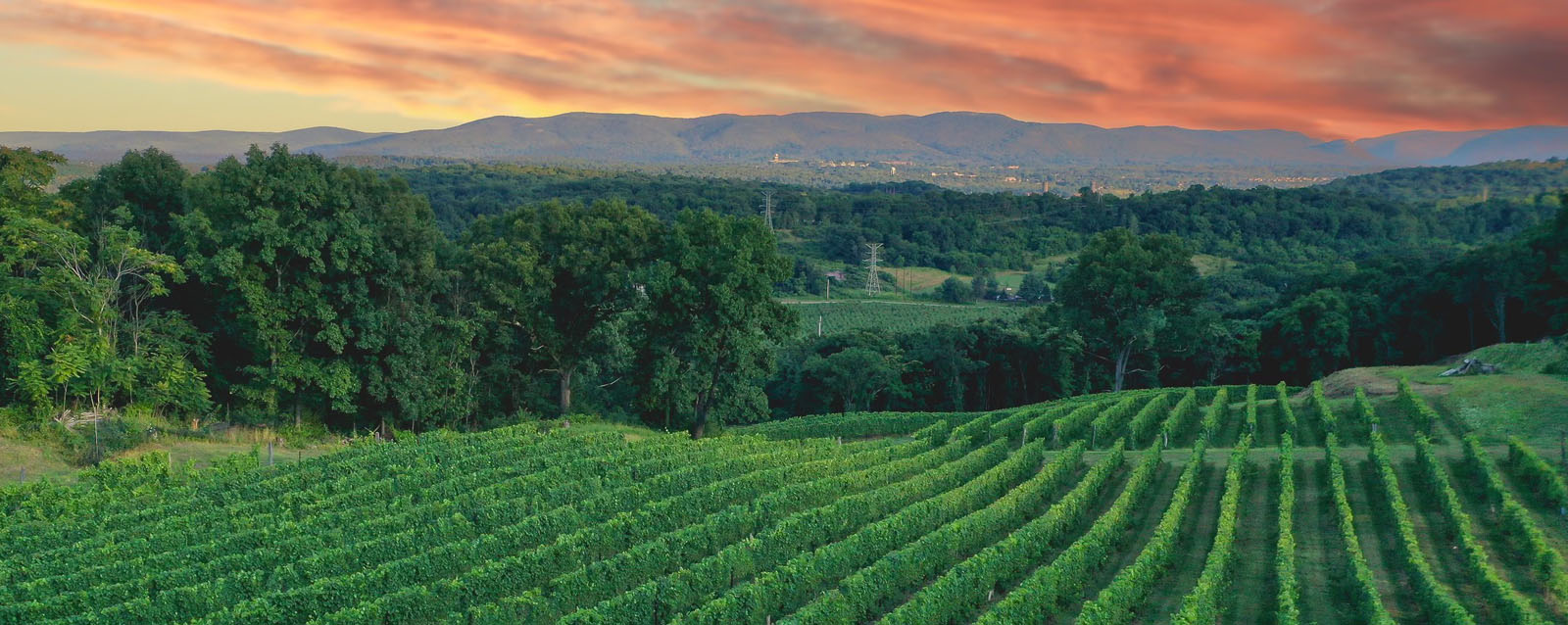 Vineyard event setting at Benmarl Winery