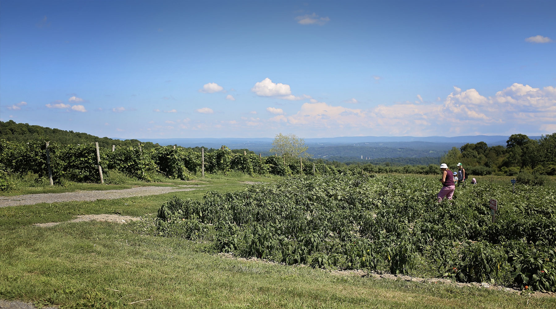 Orchard and farm grounds at Lawrence Farms