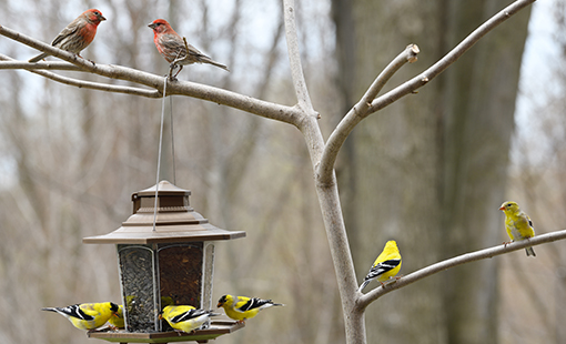 Seasonal market and produce imagery from Adams Fairacre Farms